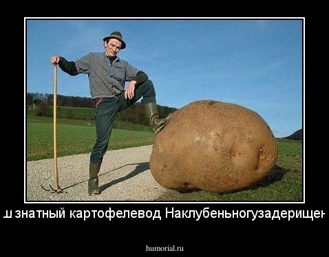 Наш знатный картофелевод  Наклубеньногузадерищенко