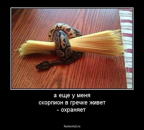 а еще у меня скорпион в гречке живет - охраняет