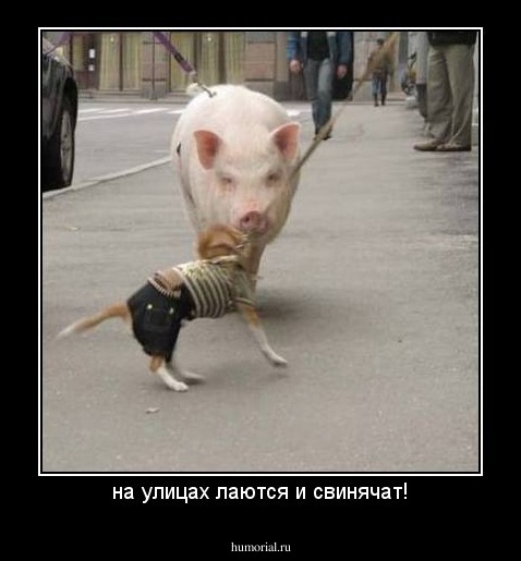 на улицах лаются и свинячат!
