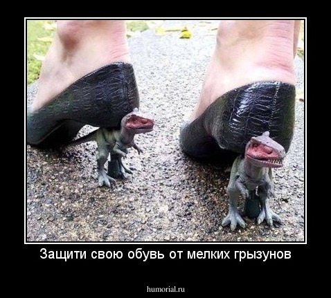 Защити свою обувь от мелких грызунов