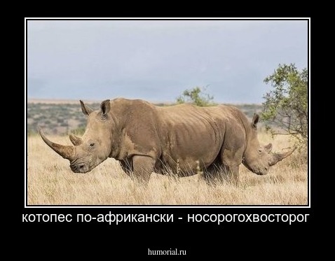 котопес по-африкански - носорогохвосторог