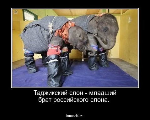 Таджикский слон - младший брат российского слона.