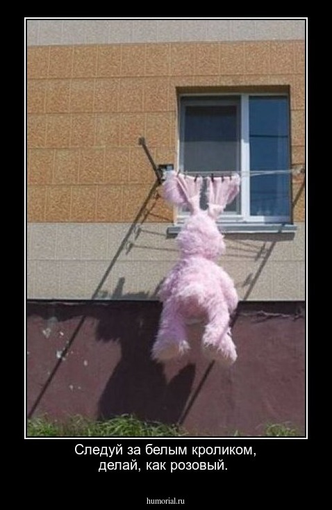 Следуй за белым кроликом, делай, как розовый.