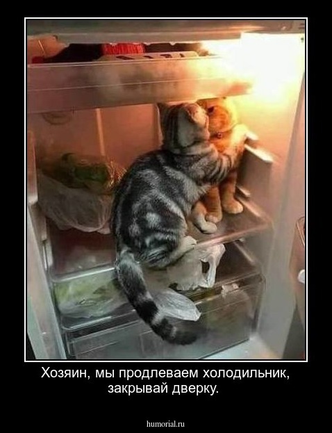 Хозяин, мы продлеваем холодильник, закрывай дверку.