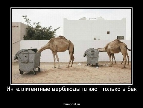 Интеллигентные верблюды плюют только в бак