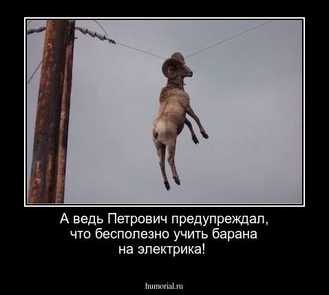  А ведь Петрович предупреждал, что бесполезно учить барана на электрика!
