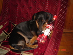 Фото с бутылкой -100 р. для собак скидки