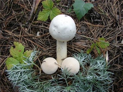 сколково вывело новый сорт грибов-"причиндал". размножаются половым путем