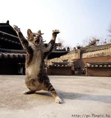 Открыт секрет ниндзя: беспородистый кот принял журналистов в своей резиденции и открыл секреты тренировки азиатских парней.

