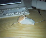 Я имею такую мышку!