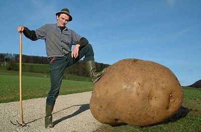 в Беларуси даже камни в виде картошки