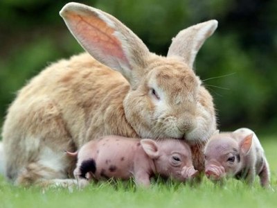 В результате спора: год Кролика, или год Свиньи - победила любовь!