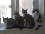 Группа "Блестящие" , вариант для мартовских котов.