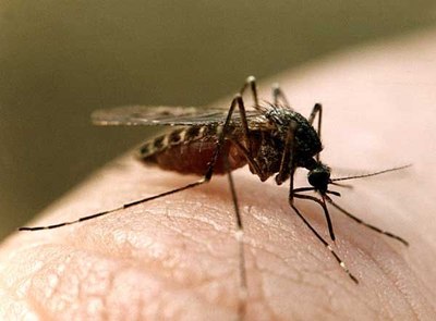 Почему комар довольный такой - насосал
