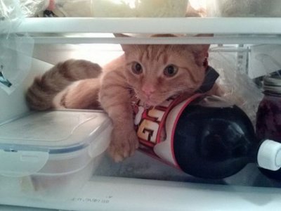 -Открываю холодильник,а там кот мышей ловит!