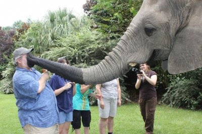 Слепой слон, узнает хозяина на ощупь! 