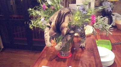 -Идиот!Бабе- цветы, а коту-кильку!