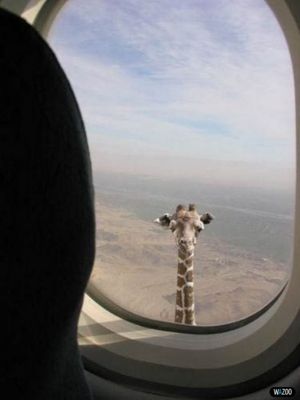 Жираф с завышенной самооценкой.