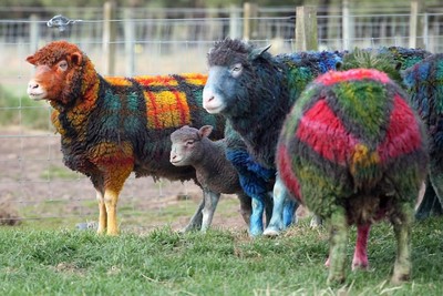 нанотехнологии  на службе производителей ковров: ген ковра был вживлен в овцу.
