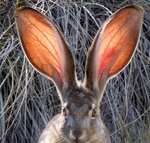 Природные уши с подсветкой. Во время ночных вылазок заяц-маяк незаменим. Одним ухом освещает путь, вторым - сканирует периметр.