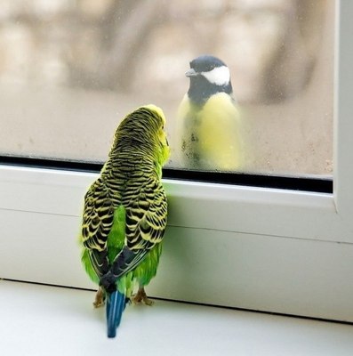 Если долго спаивать попугаев, к ним начинает приходить синичка.