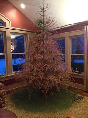 Каждый год 31 декабря мы меняем старую елку на новую.
