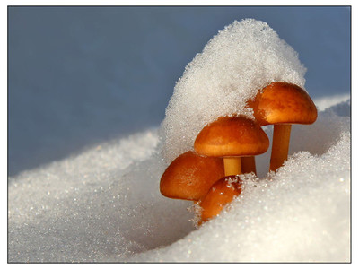 грибы с сахаром- новый рецепт 