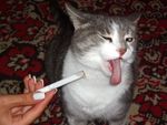 Как отучить кота курить? Перец вам в помощь.