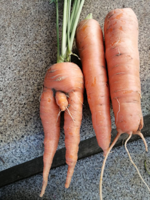 Новость: Российские агрономы провели успешную пересадку морковного поля