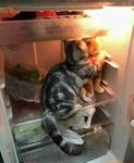  А кот тебя целует, 
говорит что любит, 
и когтями обнимает, 
к холодильнику прижимает