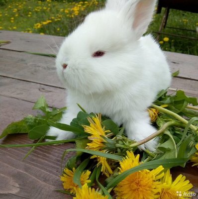 романтичный кролик приходил к крольчихе с цветами