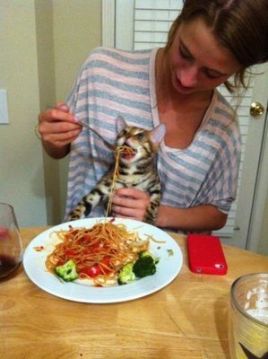 А моя жена училсь готовить на кошках.