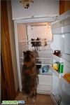 Вот кого радует выражение: "В холодильнике мышь повесилась!"