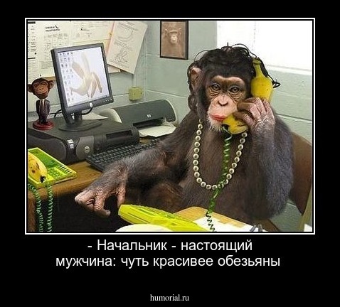 - Начальник - настоящий мужчина: чуть красивее обезьяны