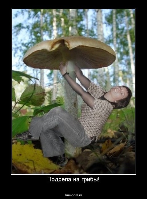 Подсела на грибы!