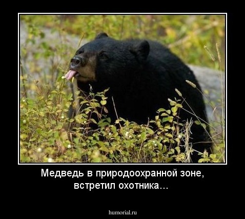 Медведь в природоохранной зоне, встретил охотника...
