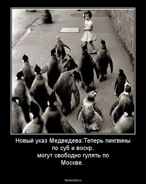 Новый указ Медведева:Теперь пингвины по суб и воскр, могут свободно гулять по Москве.