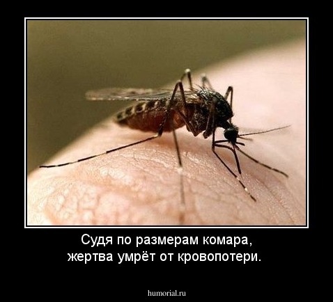 Судя по размерам комара, жертва умрёт от кровопотери.
