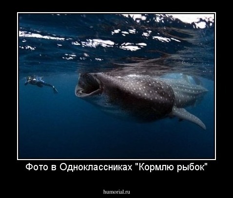 Фото в Одноклассниках "Кормлю рыбок"