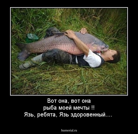 Купить малька и крупную рыбу язь для зарыбления пруда. Цена в Москве