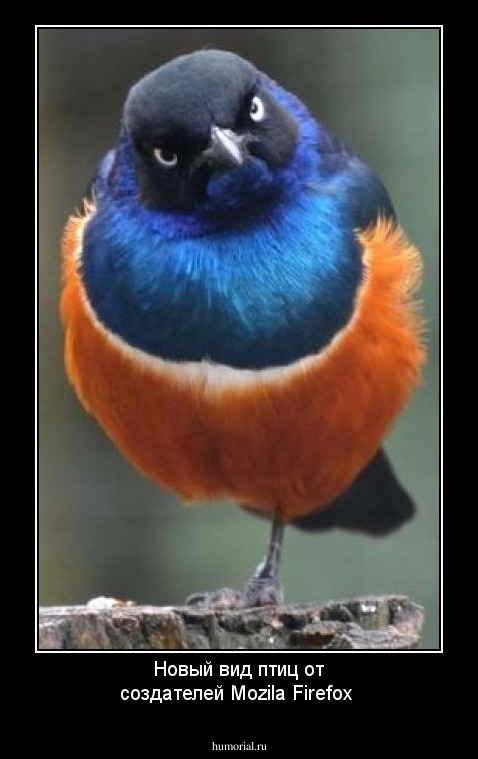 Новый вид птиц от создателей Mozila Firefox