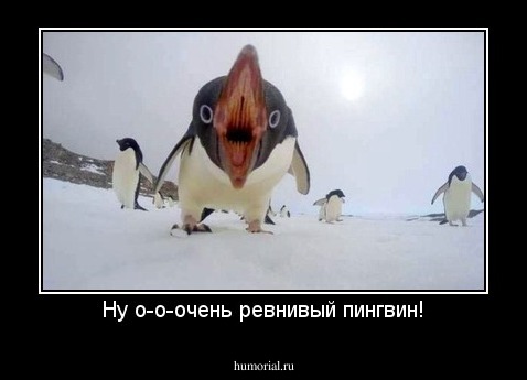 Ну о-о-очень ревнивый пингвин!