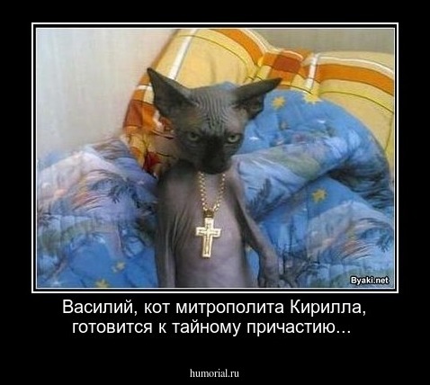 Василий, кот митрополита Кирилла, готовится к тайному причастию...