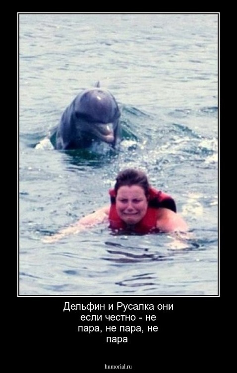 Дельфин и Русалка они если честно  -  не пара,  не пара,  не пара