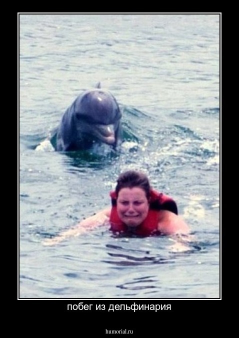 побег из дельфинария
