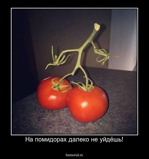 На помидорах далеко не уйдёшь!