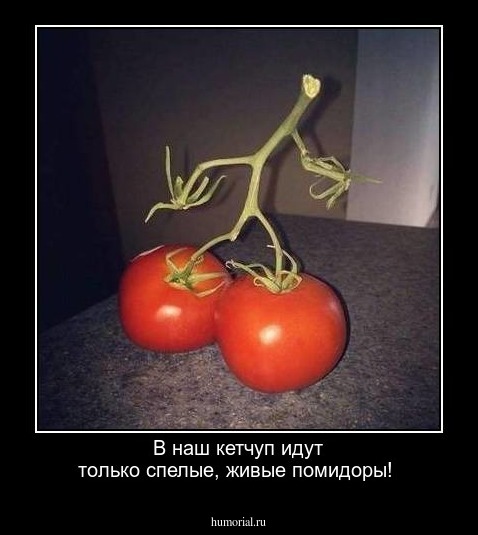 В наш кетчуп идут только спелые, живые помидоры!