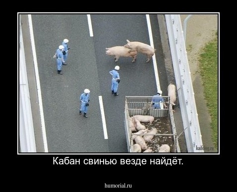 Кабан свинью везде найдёт.