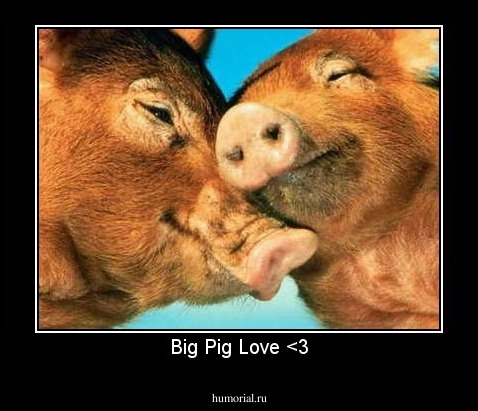 Big Pig Love <3