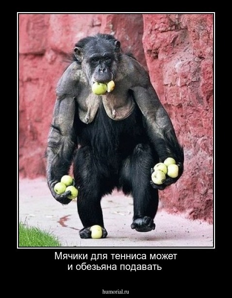 Мячики для тенниса может и обезьяна подавать